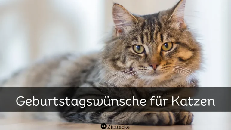 75+ Geburtstagswünsche für Katzen: Kurz & Lustig